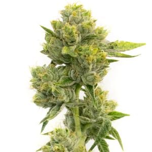 Agent Orange Regular Cannabis Seeds