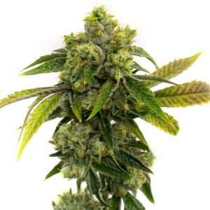 AK-47 Fast Version Cannabis Seeds