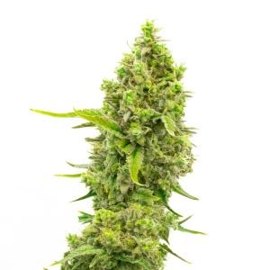 CBD White Widow Feminized Cannabis Seeds