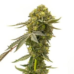 Cinderella 99 Fast Version Cannabis Seeds